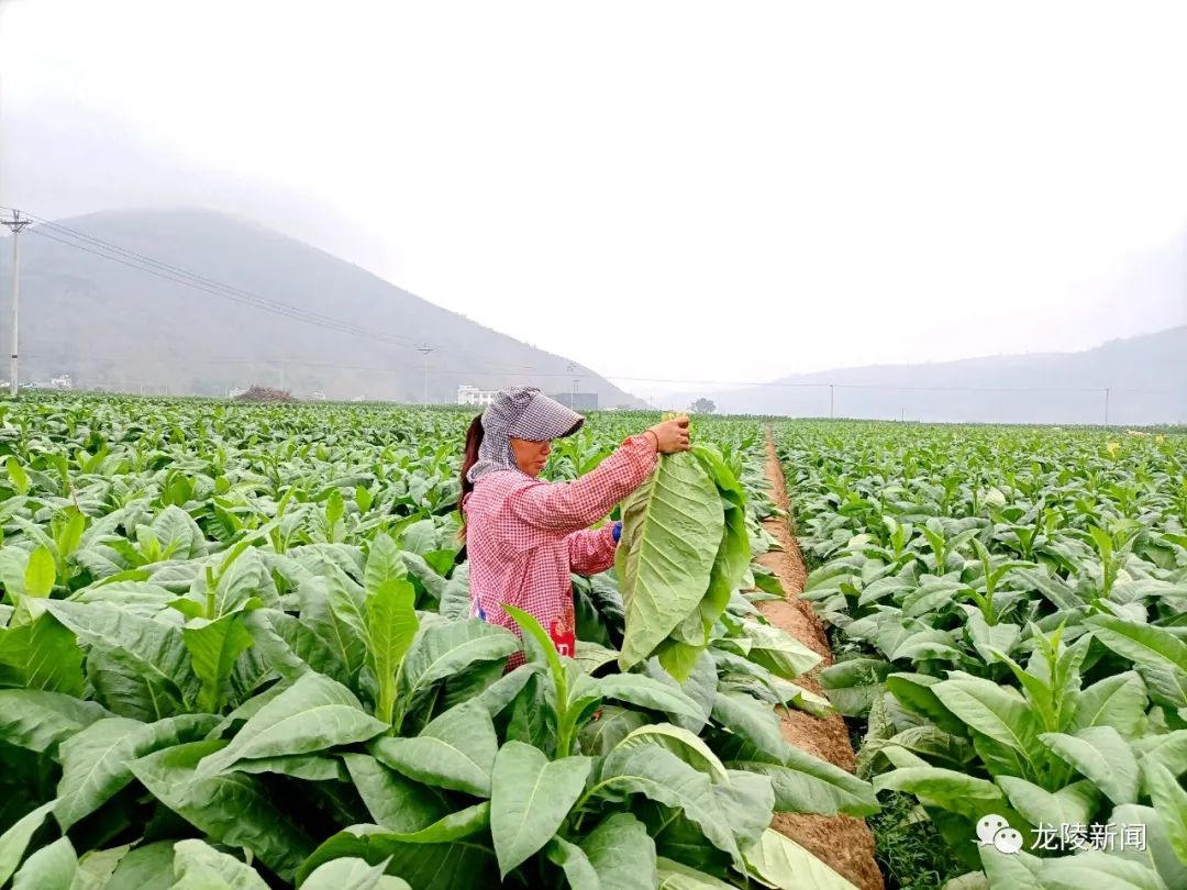 苹果版茄子社区黄版番茄社区app-第1张图片-太平洋在线下载